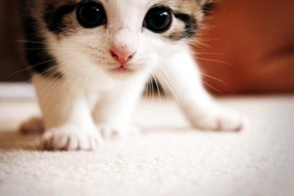 Why That Cute Kitten Video Just Might Save the Human Race.